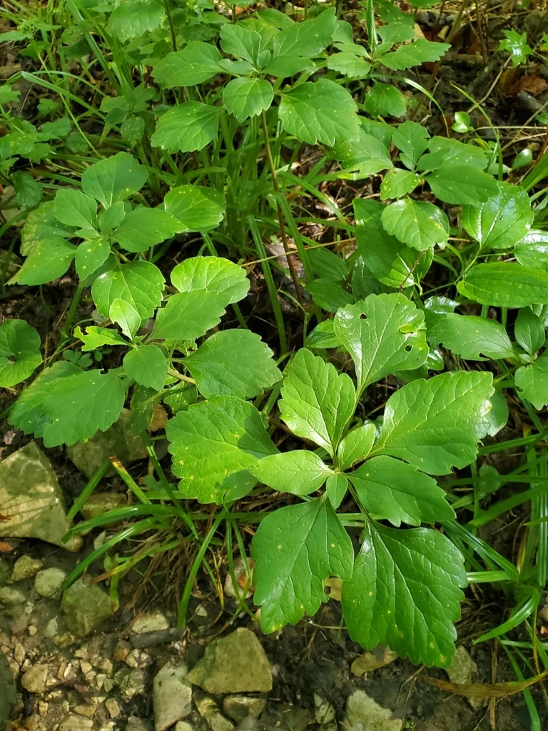 Pachysandra Procumbens