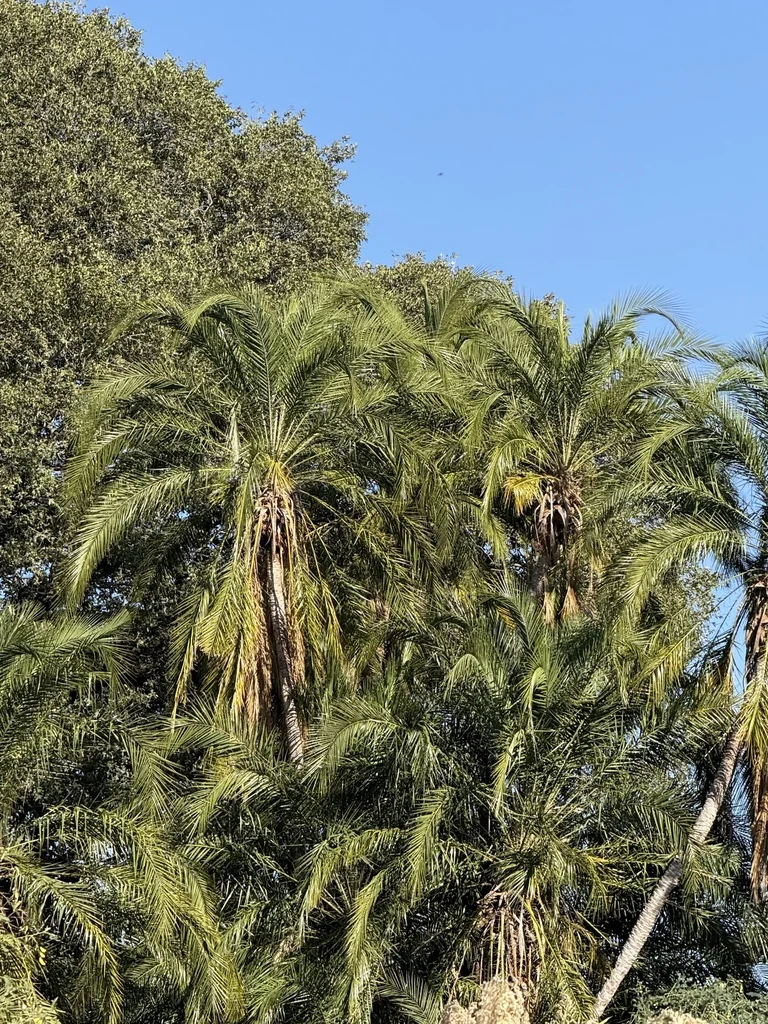 Phoenix reclinata