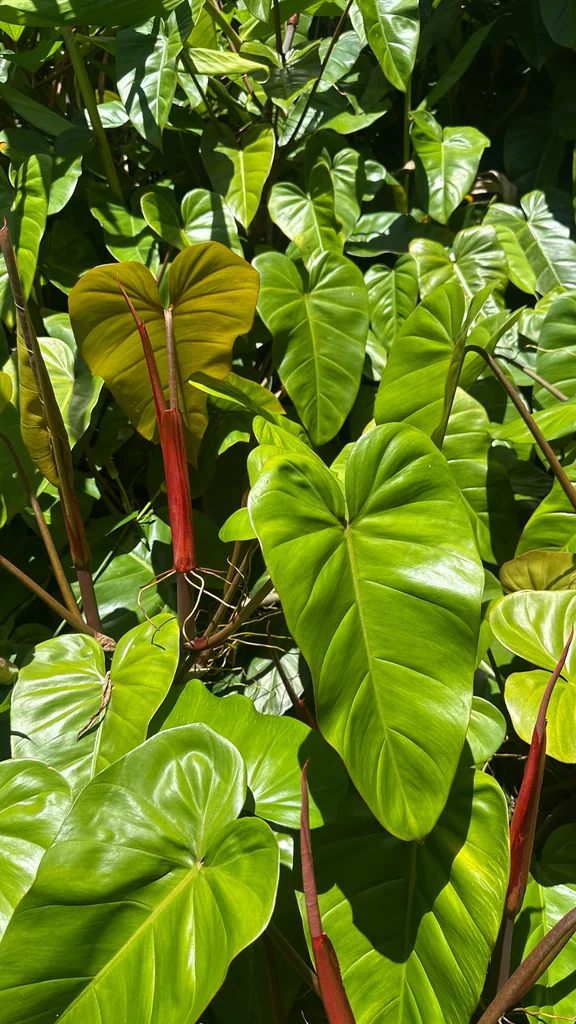 Philodendron erubescens
