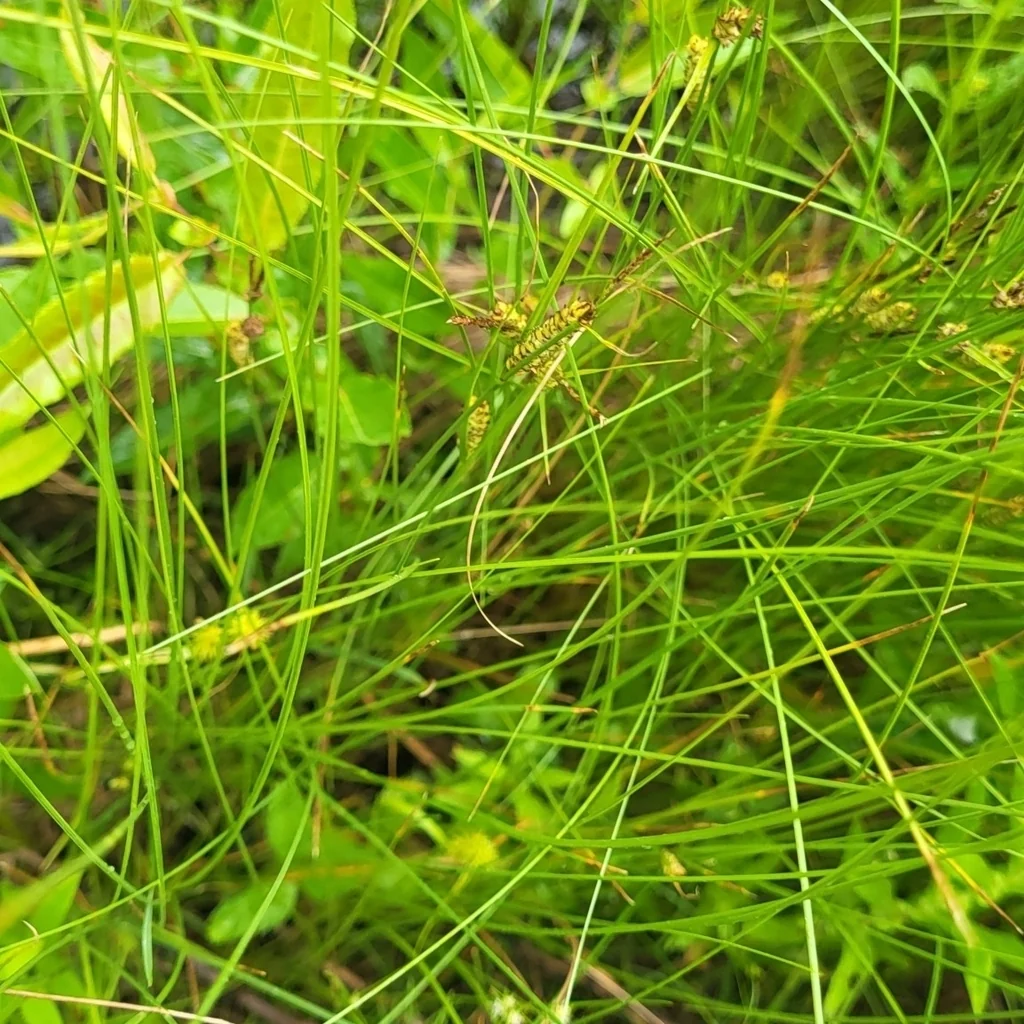 Carex Lasiocarpa
