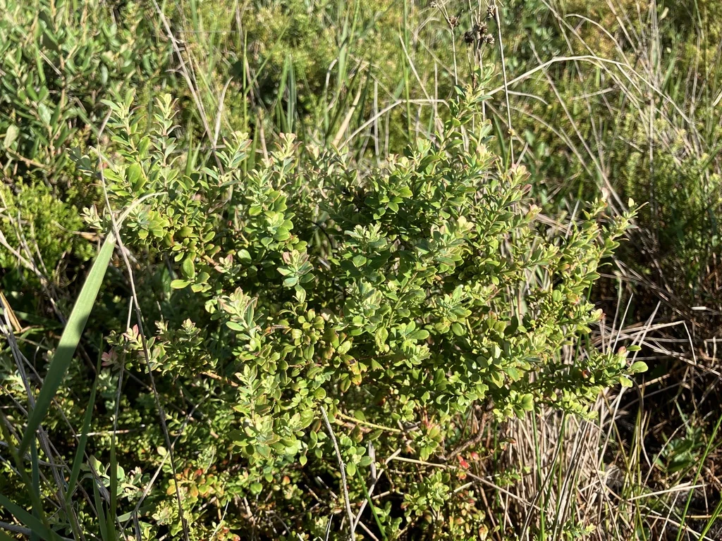 Vaccinium Darrowii