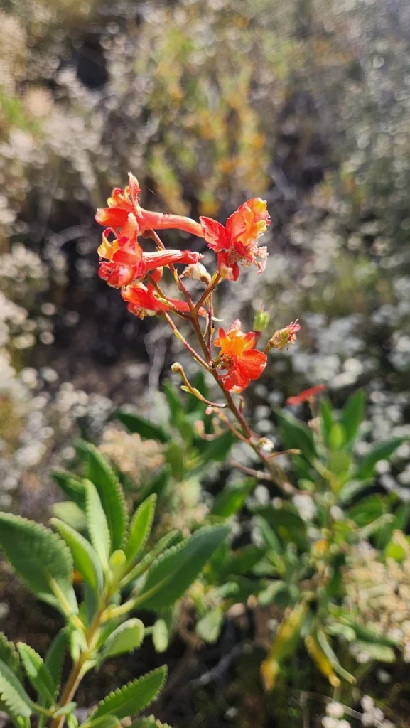 Delphinium Cardinale