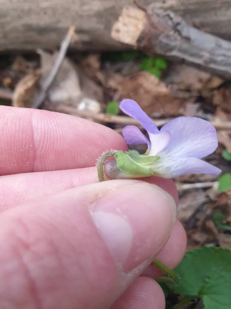 Viola Sororia