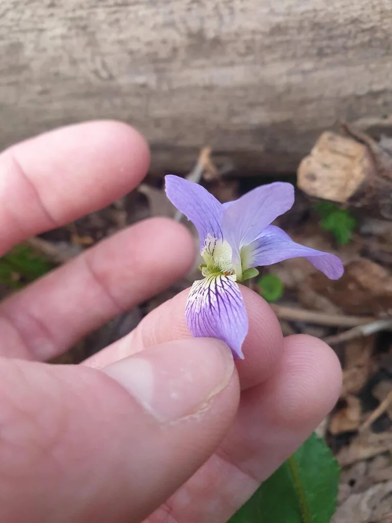Viola Sororia