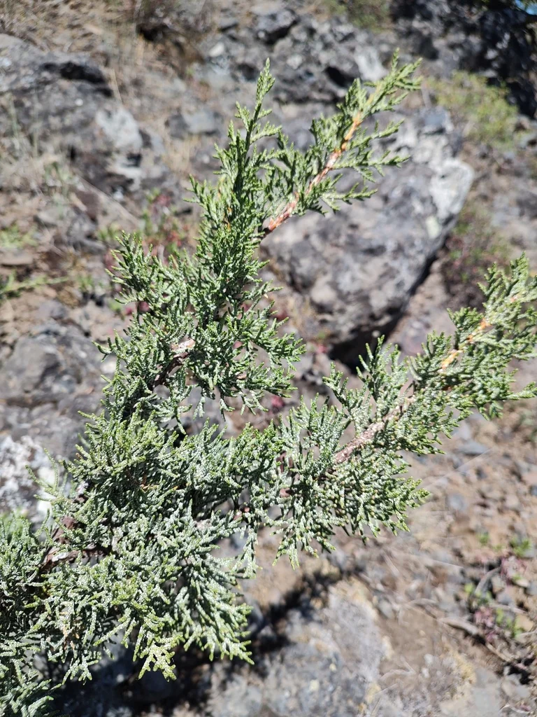 Juniperus Occidentalis