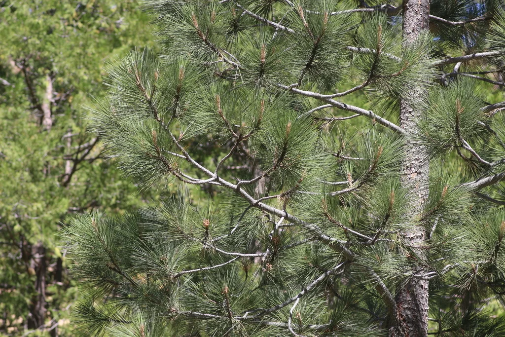 Pinus Attenuata