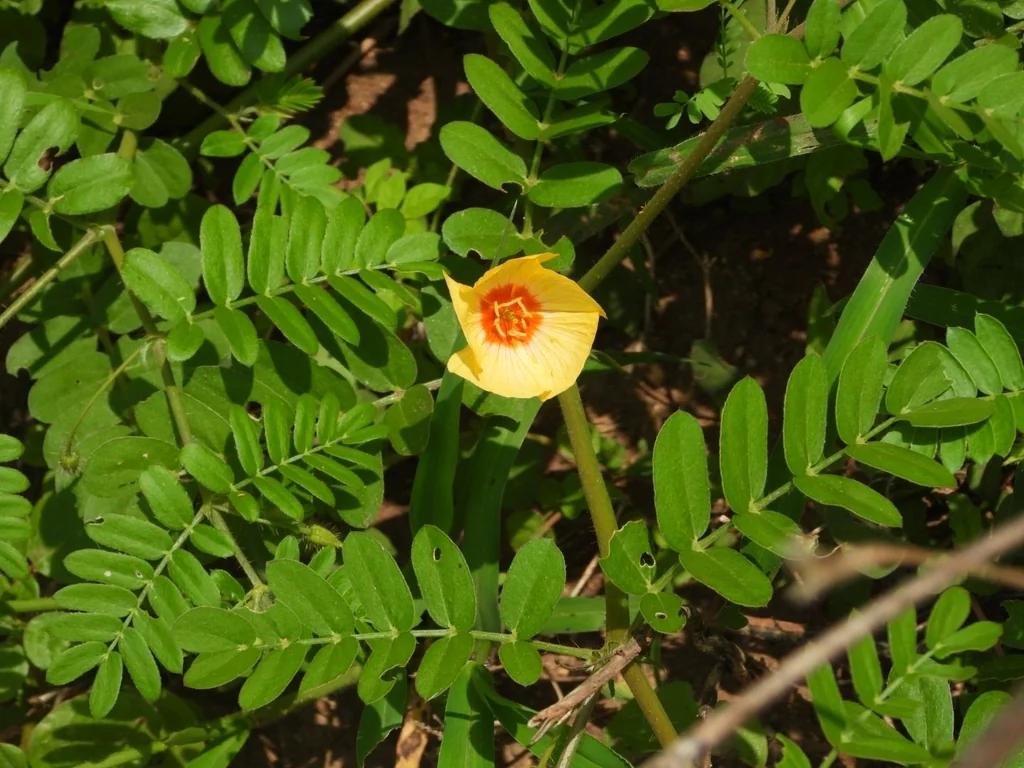 Kallstroemia Grandiflora