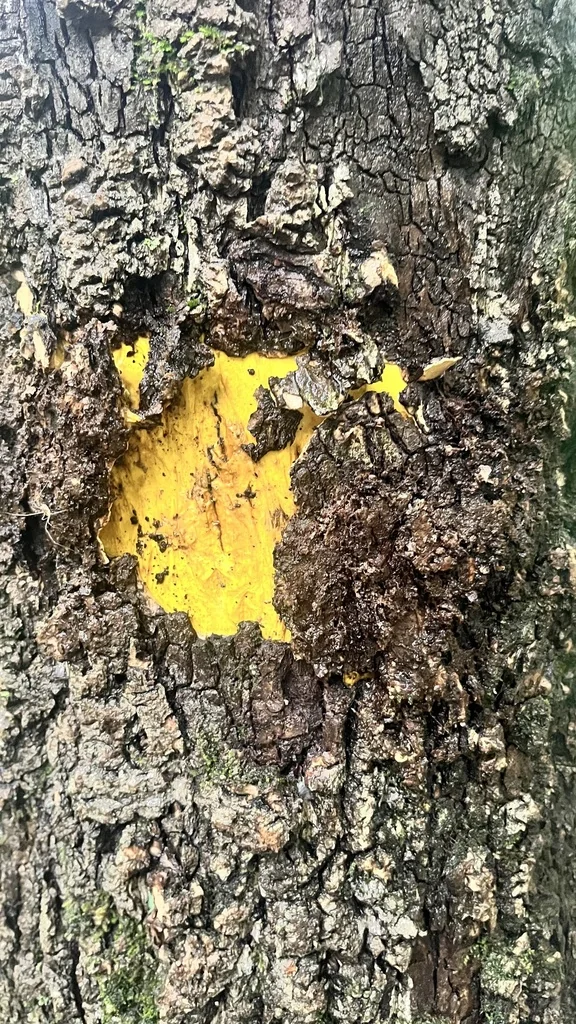 Phellodendron Amurense