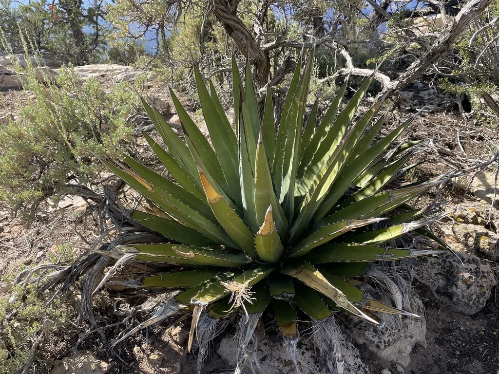 Agave Utahensis