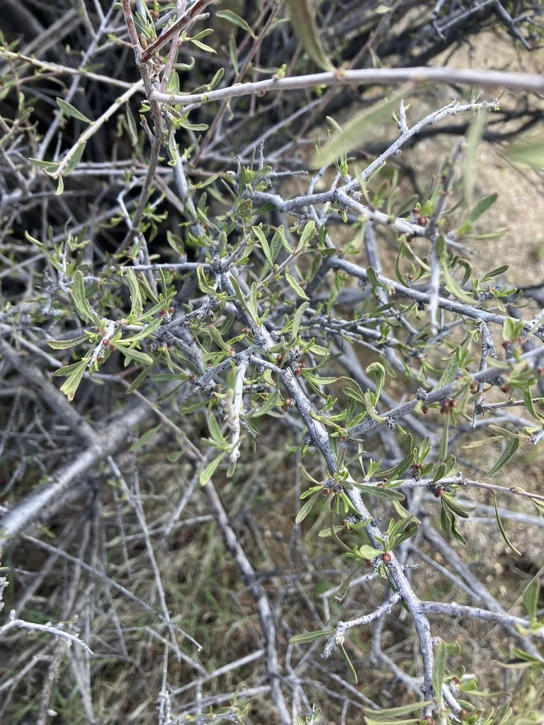 Prunus Fasciculata