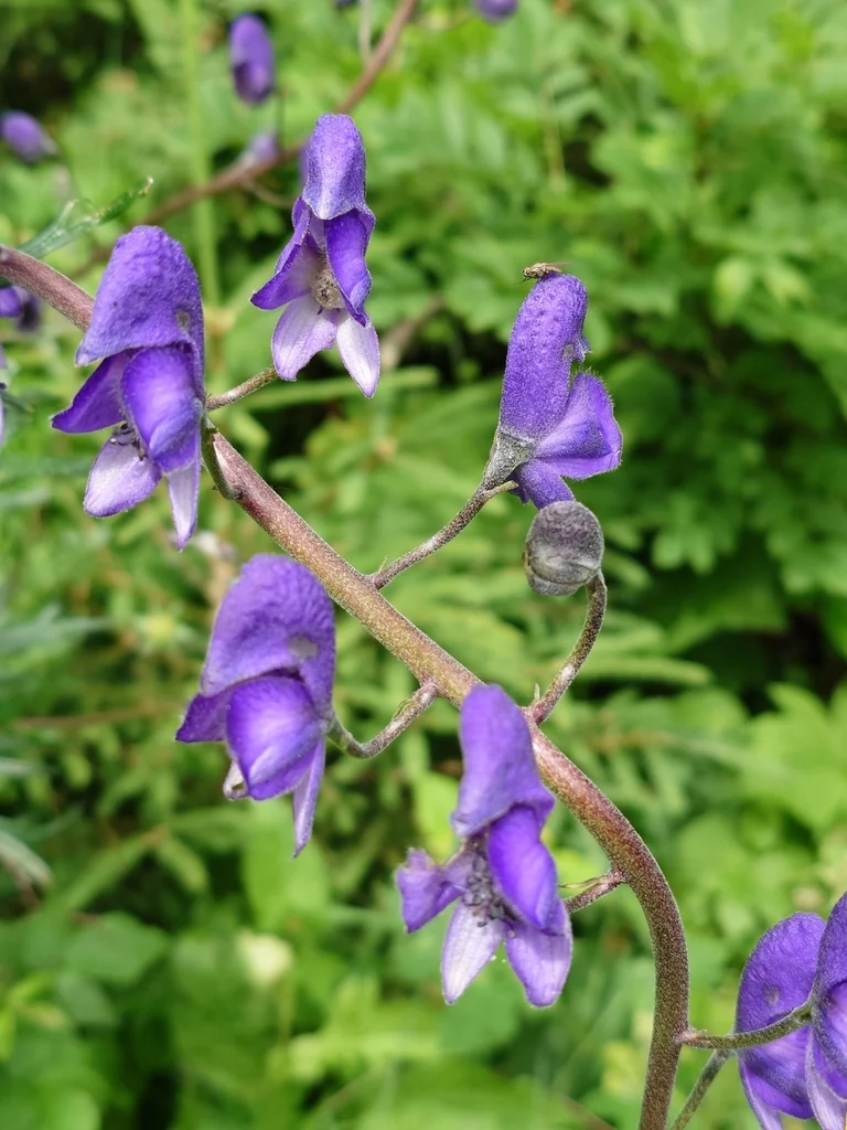 Aconitum Napellus