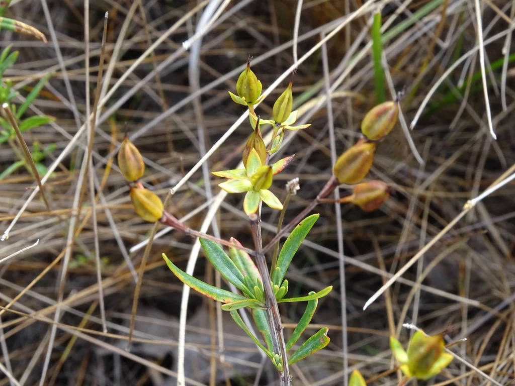 Hypericum Kalmianum