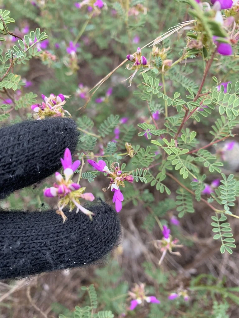 Dalea Frutescens