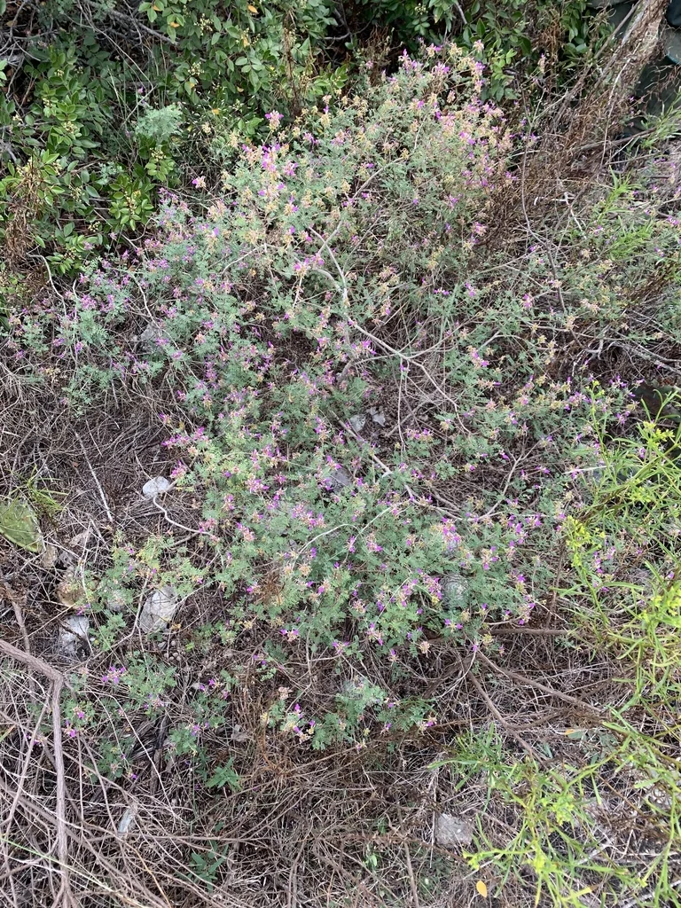 Dalea Frutescens