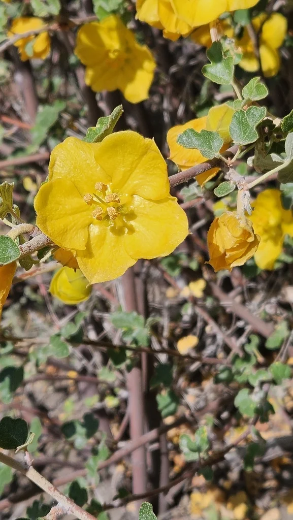 Fremontodendron Californicum