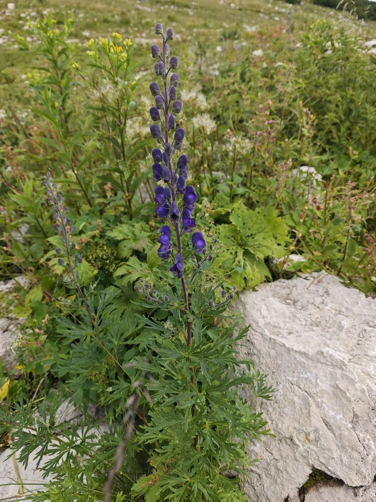 Aconitum Napellus