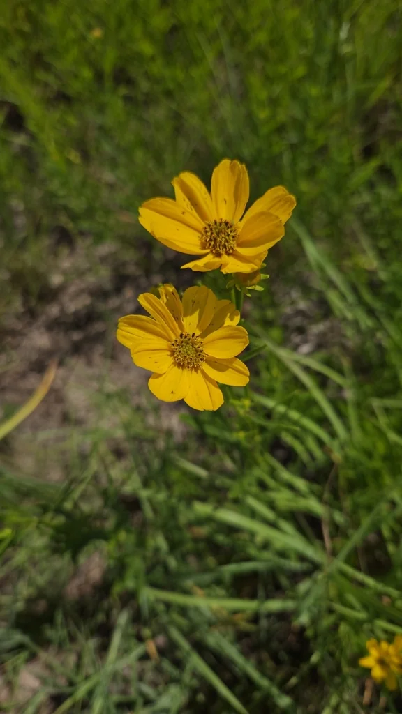 Coreopsis Palmata