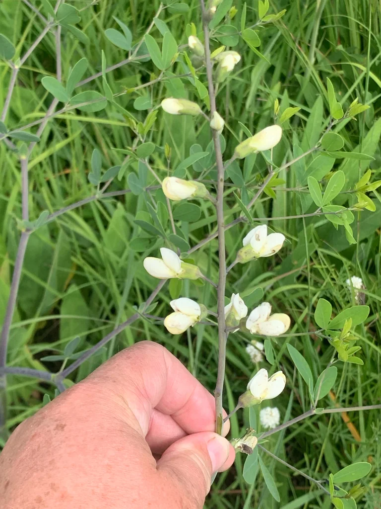 Baptisia Alba