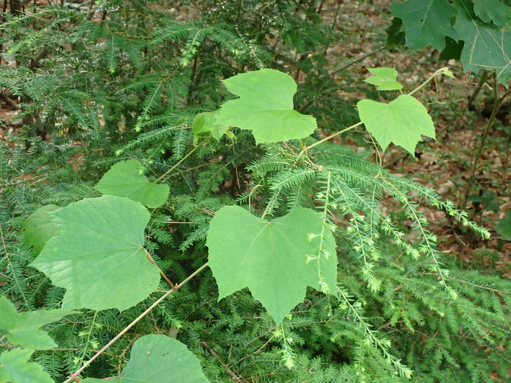 Vitis Labrusca