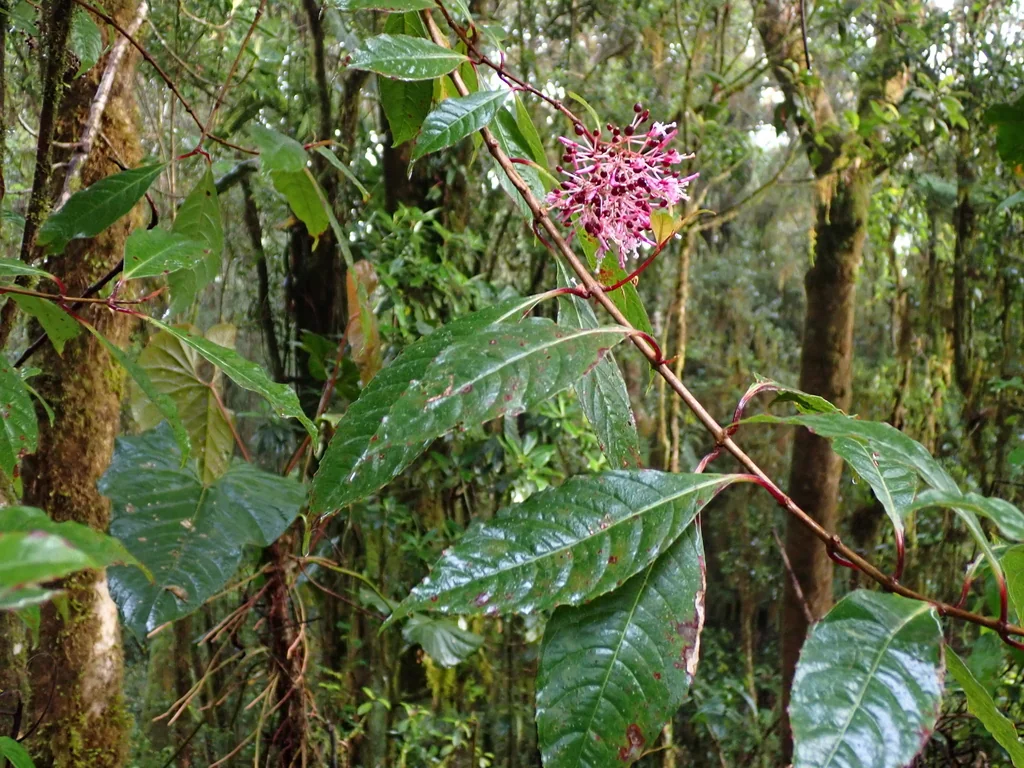 Fuchsia Paniculata