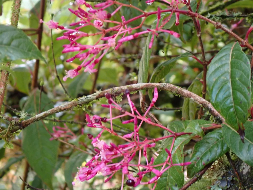 Fuchsia Paniculata