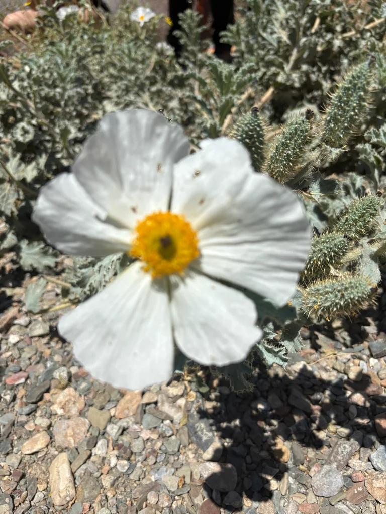 Argemone Munita