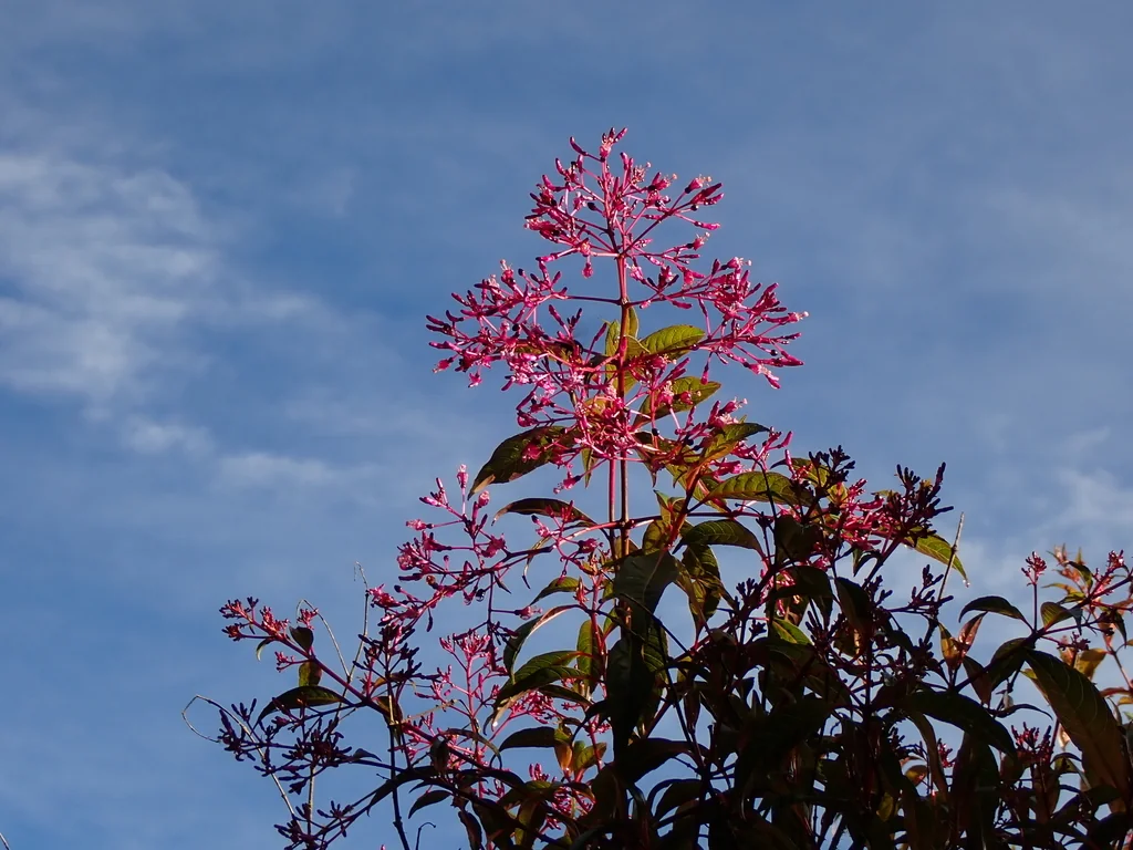 Fuchsia Paniculata