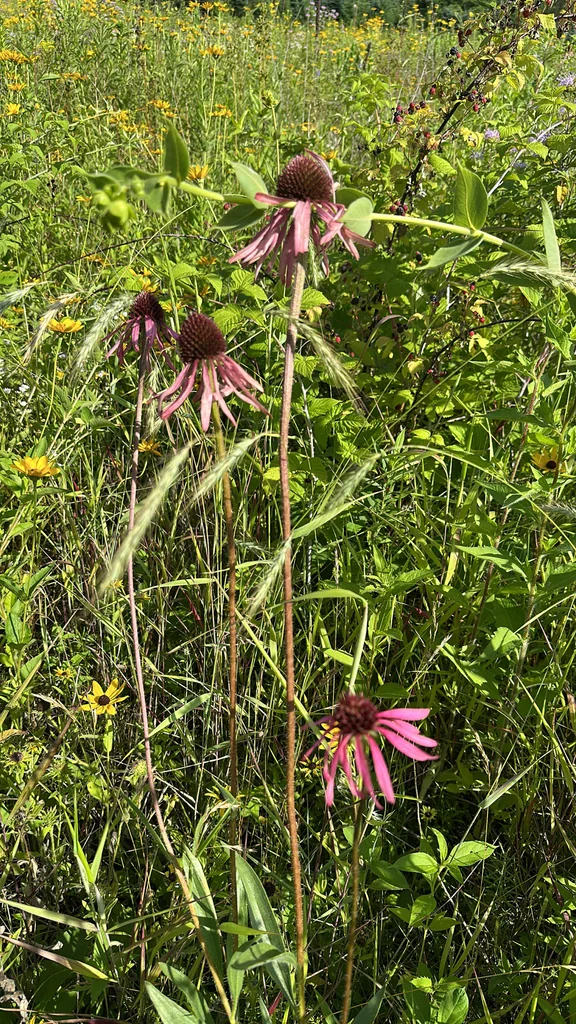 Echinacea Pallida