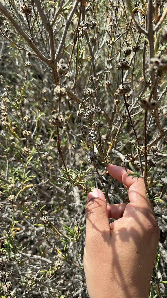 Salvia Brandegeei