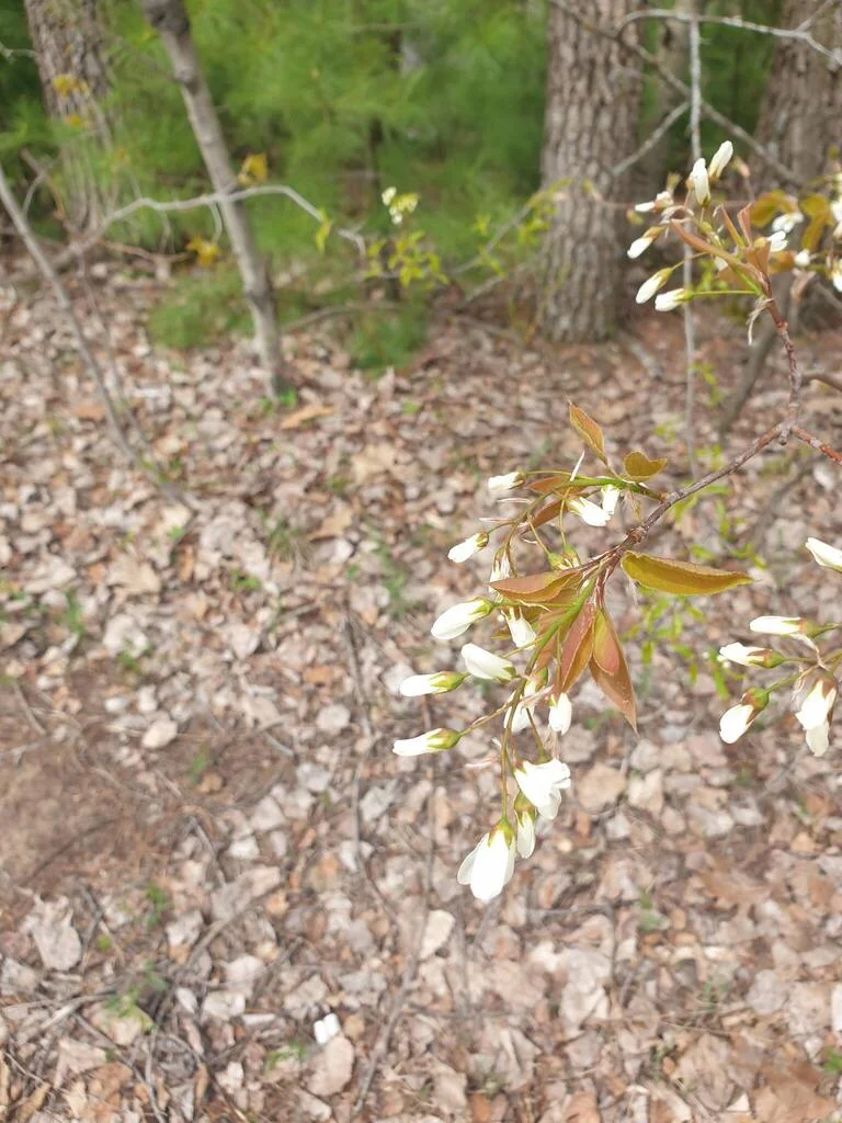 Amelanchier Laevis