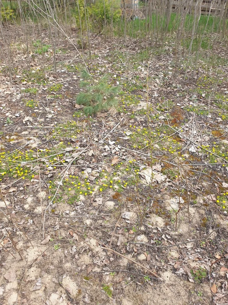 Potentilla Neumanniana
