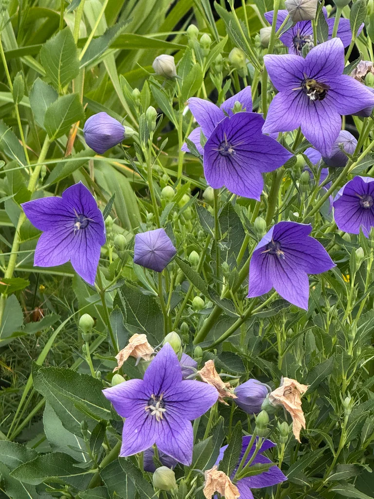 Platycodon Grandiflorus