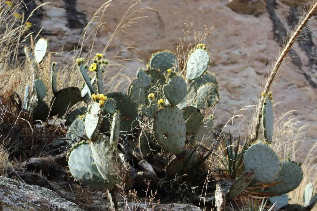 Opuntia Robusta