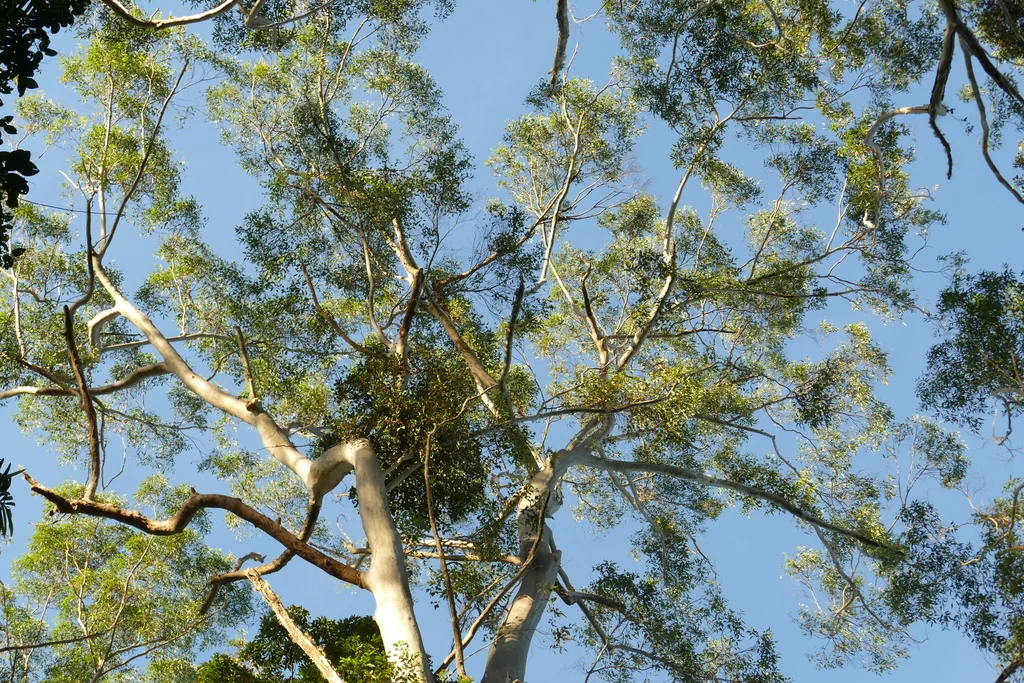 Eucalyptus grandis