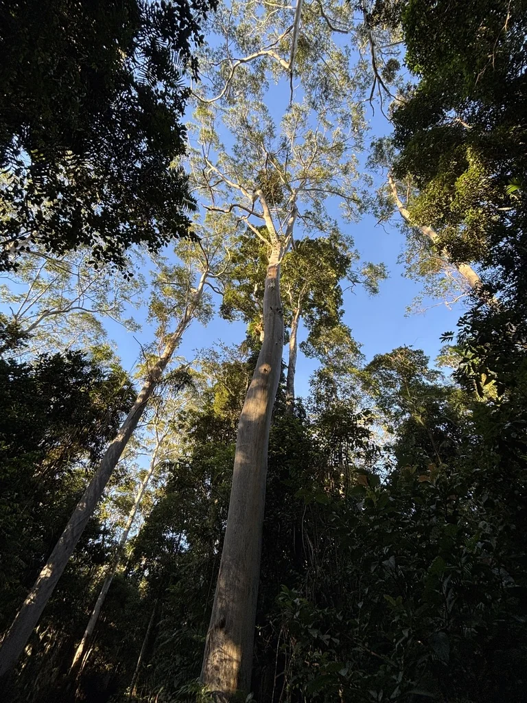 Eucalyptus grandis