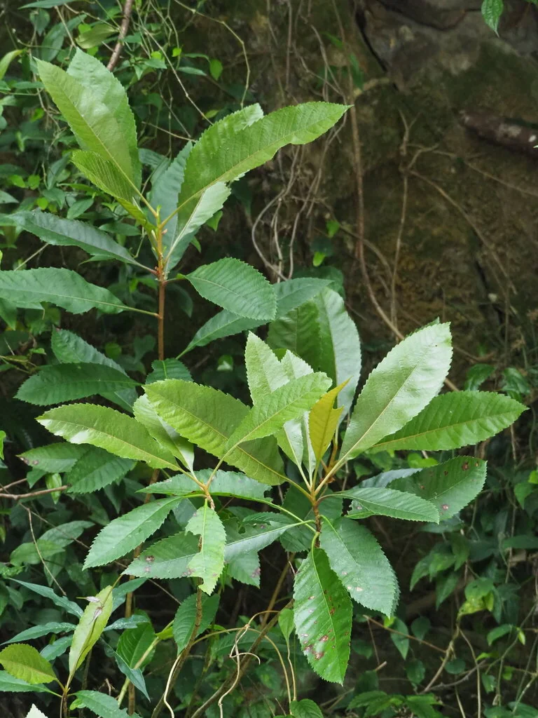 Eriobotrya Deflexa