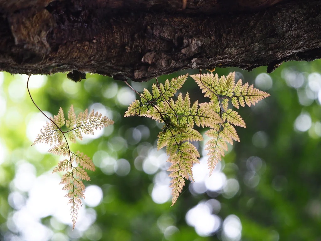 Davallia Trichomanoides