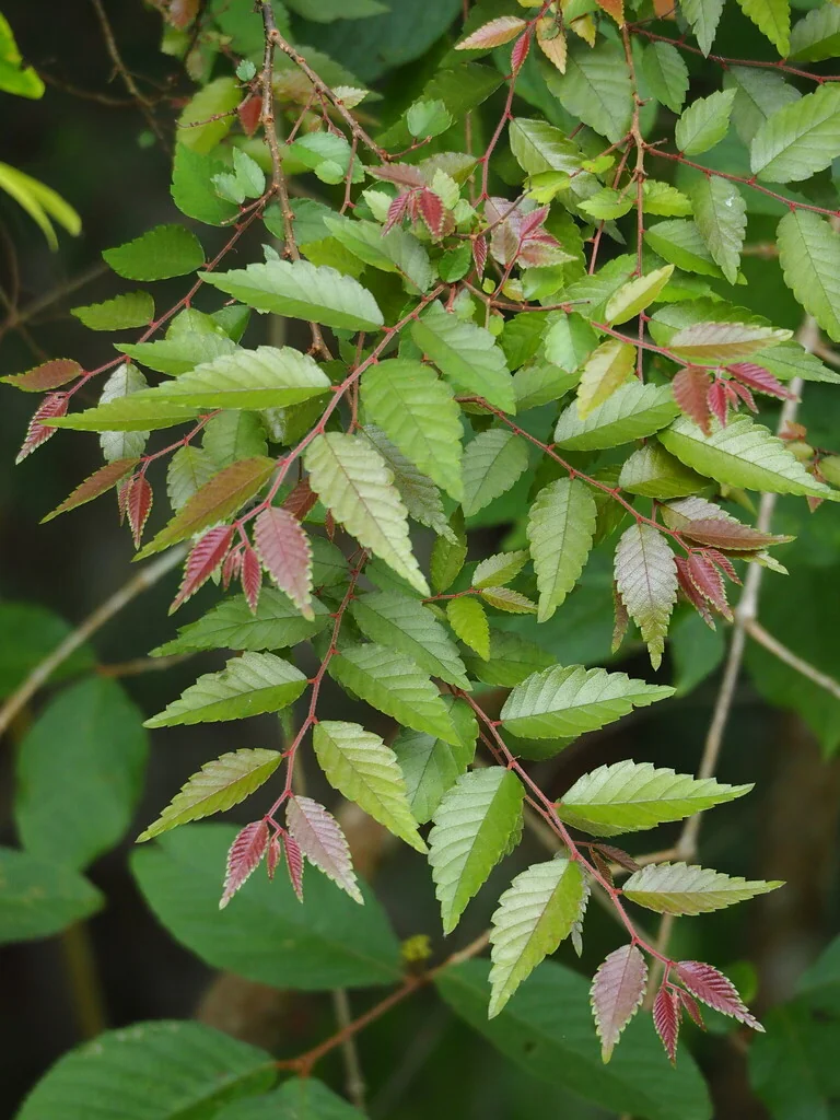 Zelkova Serrata