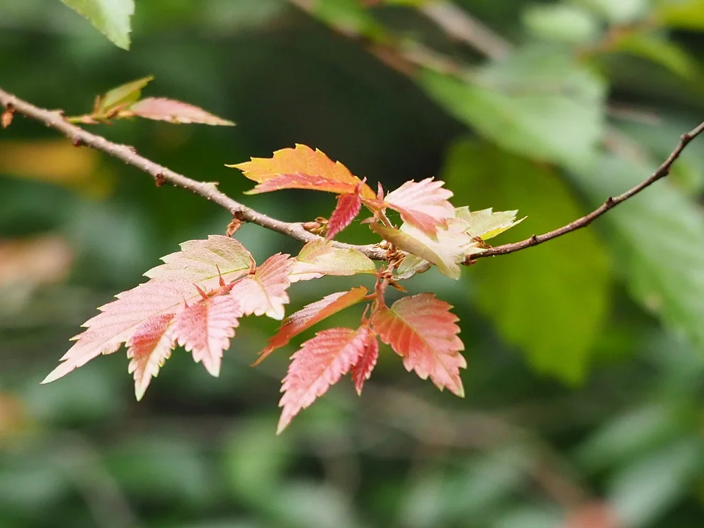 Zelkova Serrata