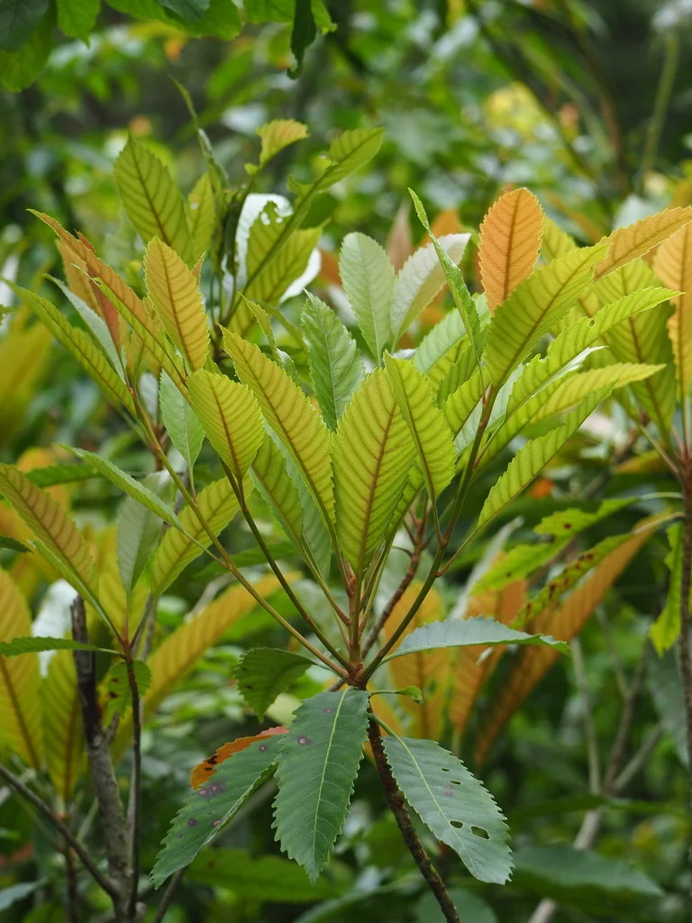 Eriobotrya Deflexa