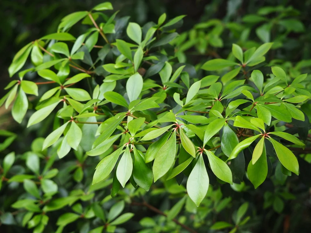 Ternstroemia Gymnanthera