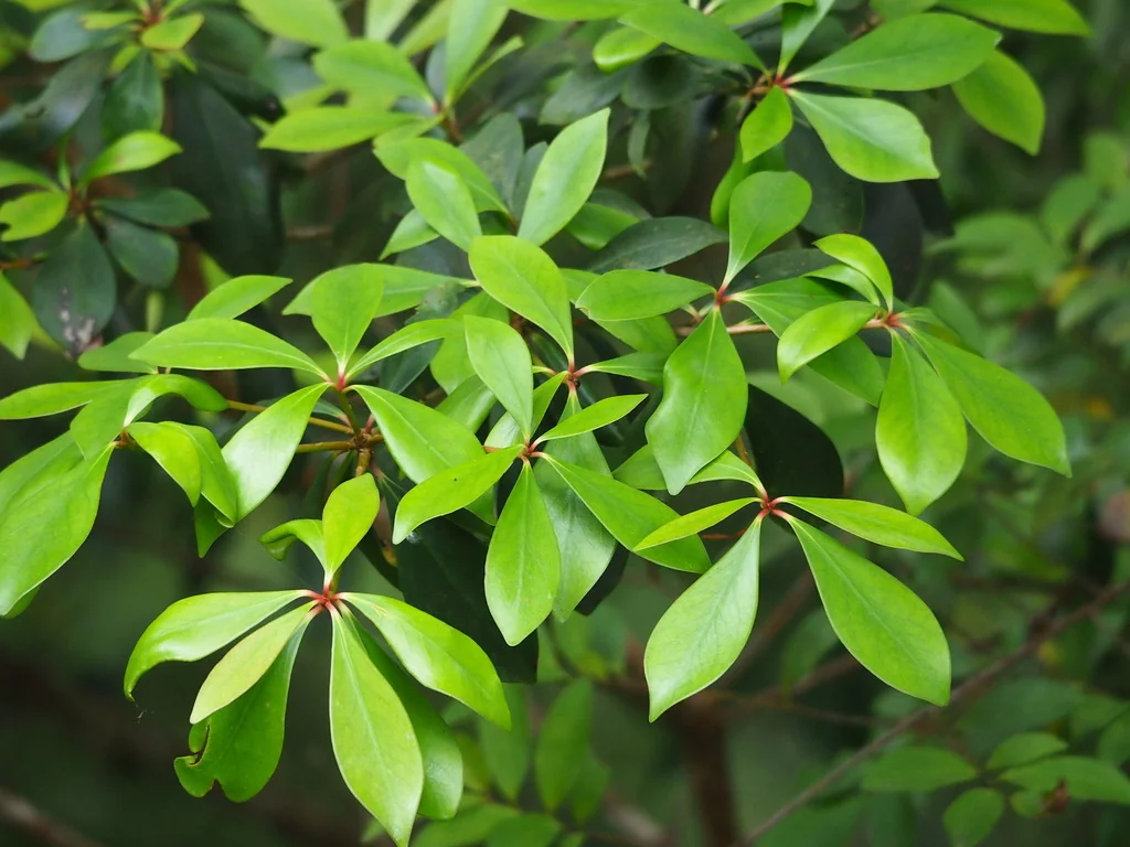 Ternstroemia Gymnanthera