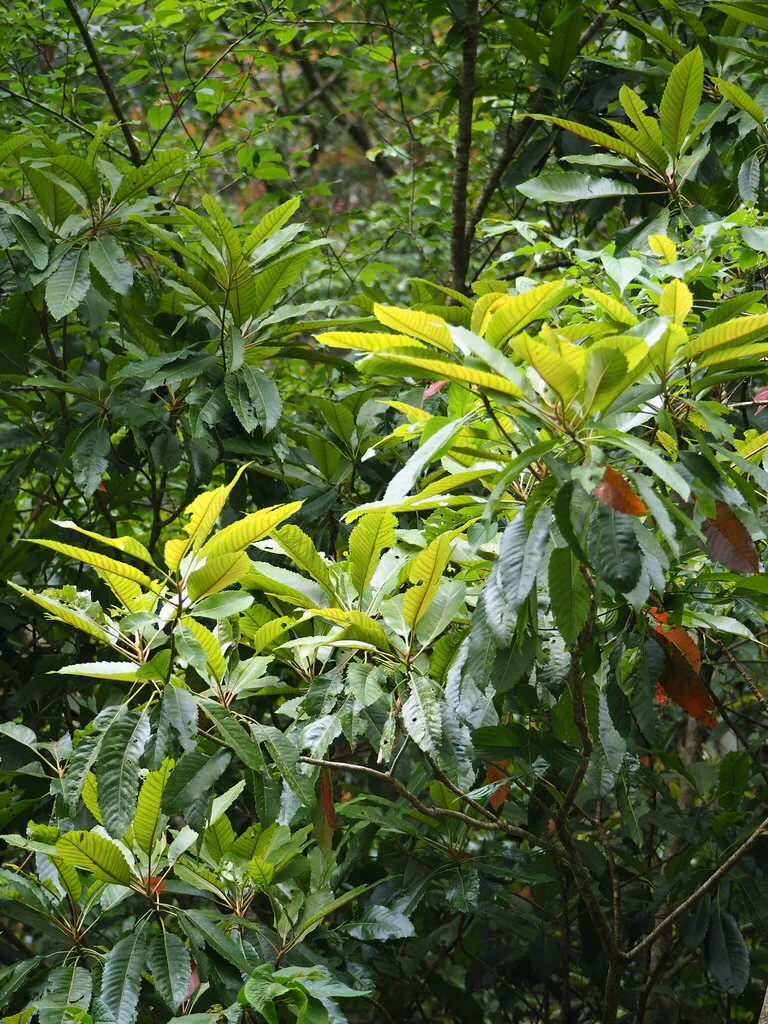 Eriobotrya Deflexa