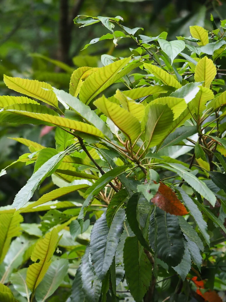 Eriobotrya Deflexa