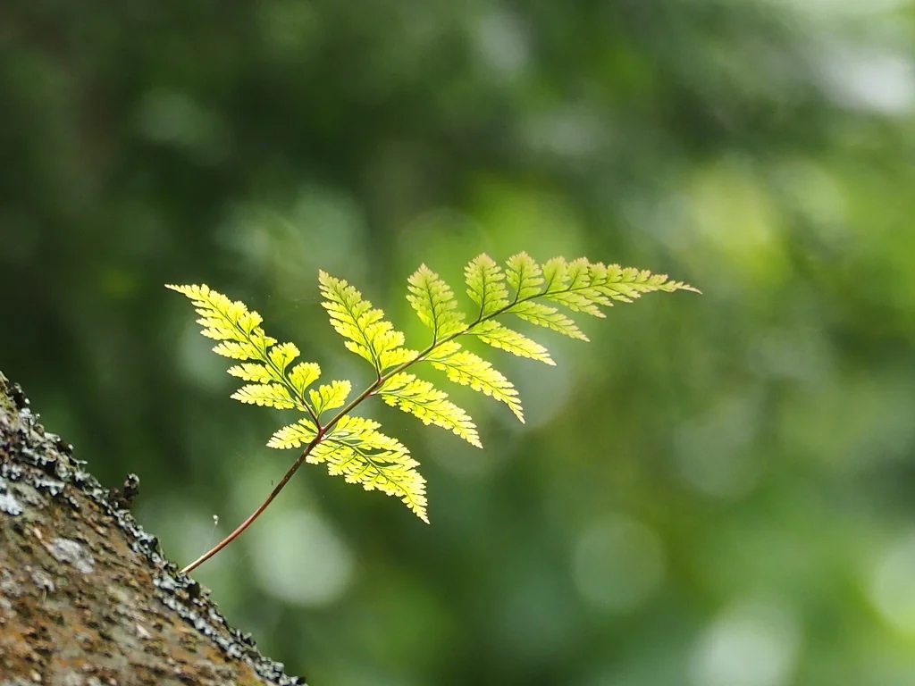 Davallia Trichomanoides