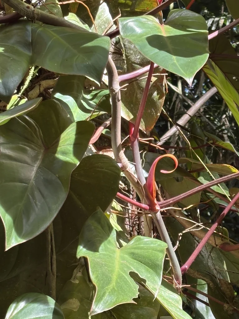 Philodendron erubescens