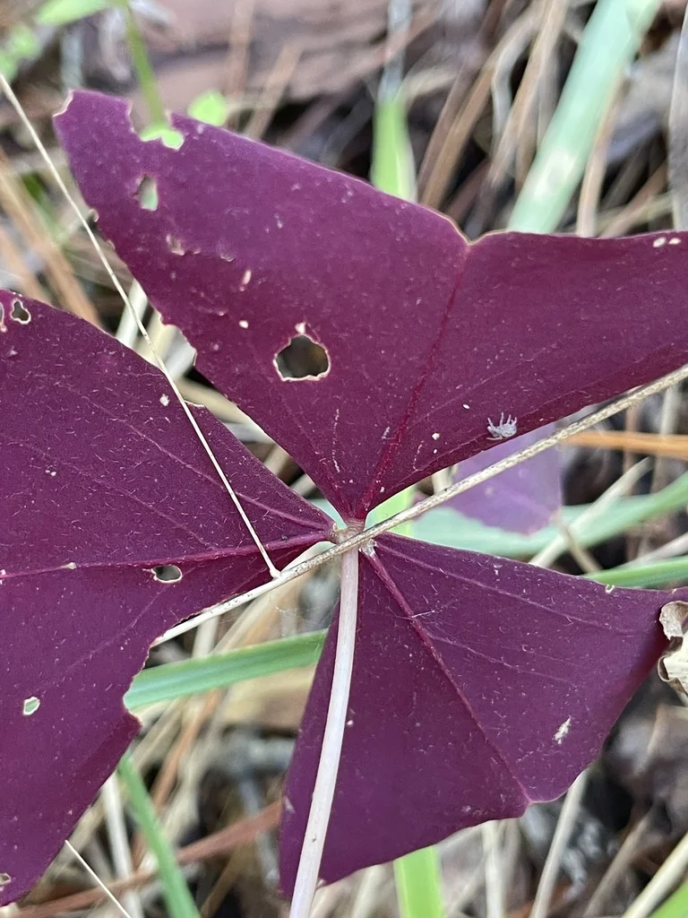 Oxalis Triangularis