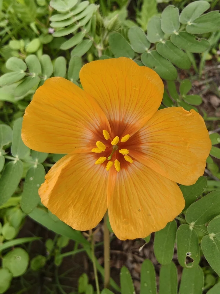 Kallstroemia Grandiflora