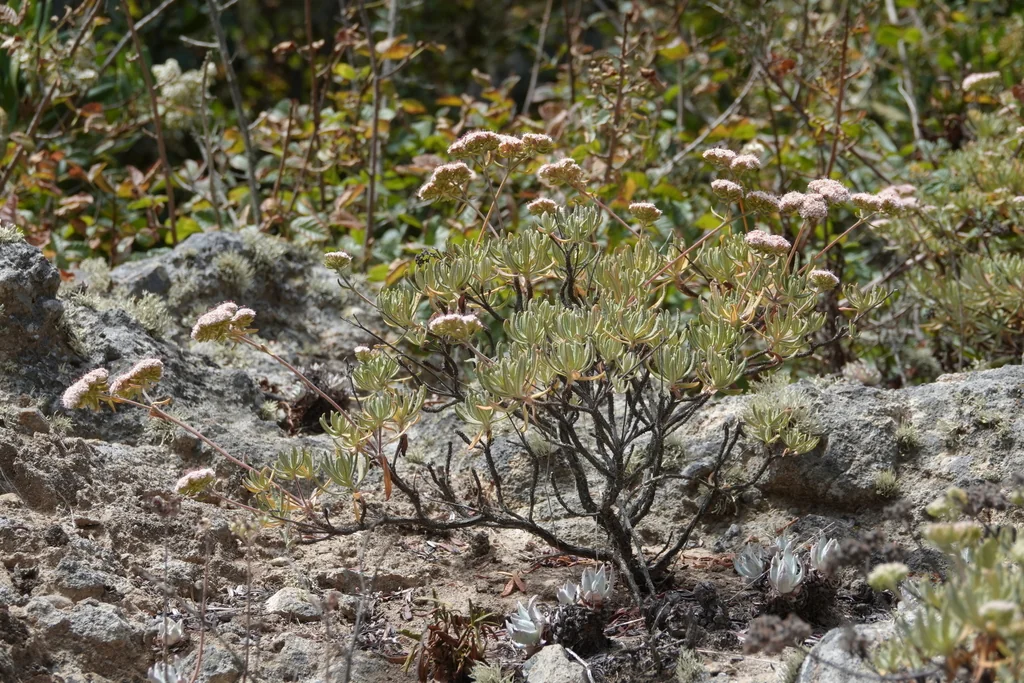 Eriogonum Arborescens