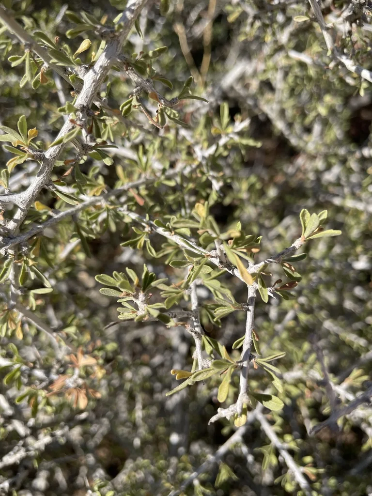 Prunus Fasciculata